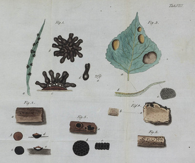 6440
<br/>
Observationes mycologicae praecipue ad illustrandam Floram Suecicam
<br/>
<em></em>